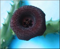 Huernia sp  X